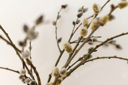 Preview: Willow branches close up in sunny light on white wall background. Happy Easter