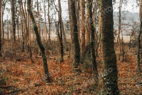 Preview: Ancient forest with oak trees and ferns in Galicia