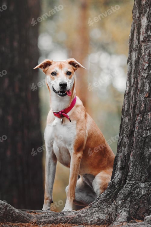 Preview: A mixed breed dog on a walk. Dog in the forest. Cute red dog/ Autumn, Fll season.