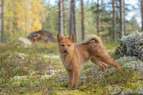 Preview: Beautiful shot of the Finnish Spitz puppy in the boreal forest on a sunny autumn day.