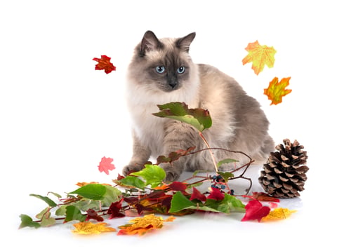 Preview: siberian cat in studio