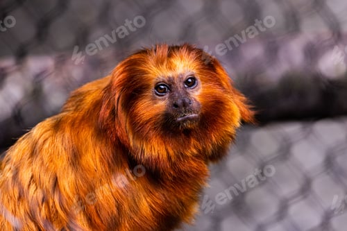 Preview: Portrait of an adorable lion tamarin