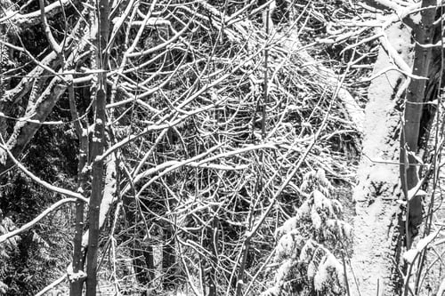 Preview: An Abstract Shot Of Snow-Covered Branches In The Pacific Northwest.