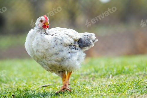 Preview: Hen feed on traditional rural barnyard. Close up of chicken standing on barn yard with green grass