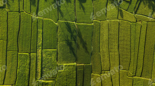 Preview: Abstract geometric shapes of rice fields in green color.
