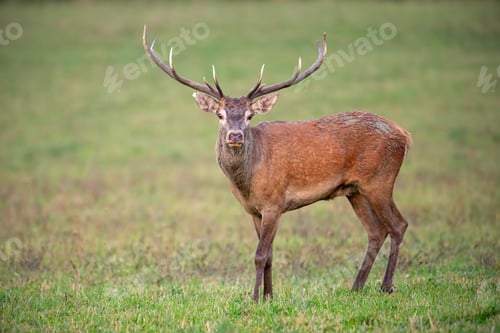 Preview: Red deer stag looking to camera on a green meadow