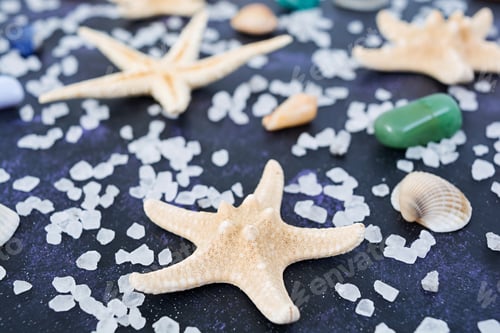 Preview: Seashell and starfish on dark background