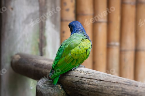 Preview: Blue-headed parrot perched on a wooden log inside the aviary of the zoo in Pereira, Colombia.