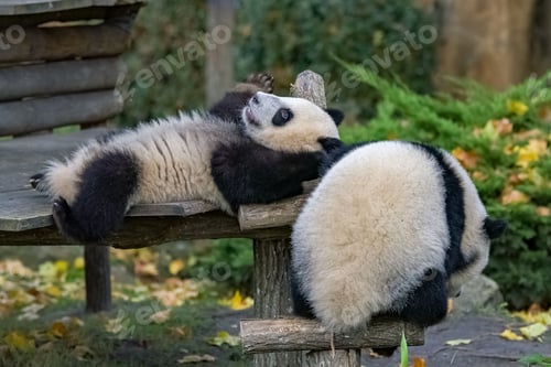 Preview: Giant pandas, babies playing