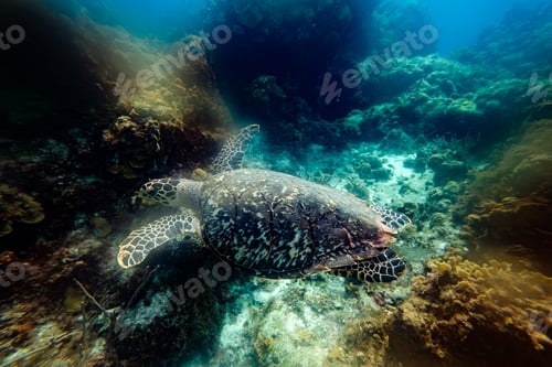 Preview: Big turtle between reefs