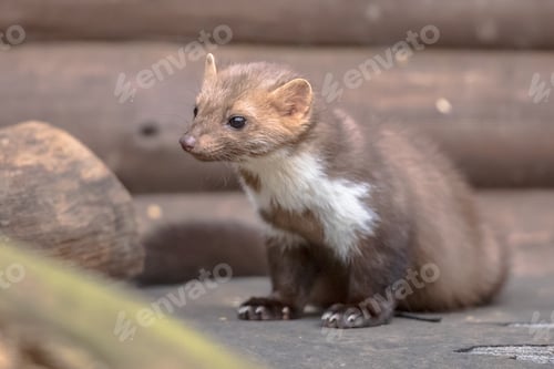 Preview: House marten resting in backyard