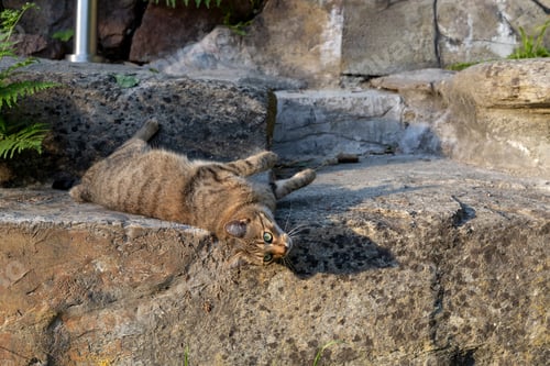 Preview: Cat basking on rocks indoor in the summer