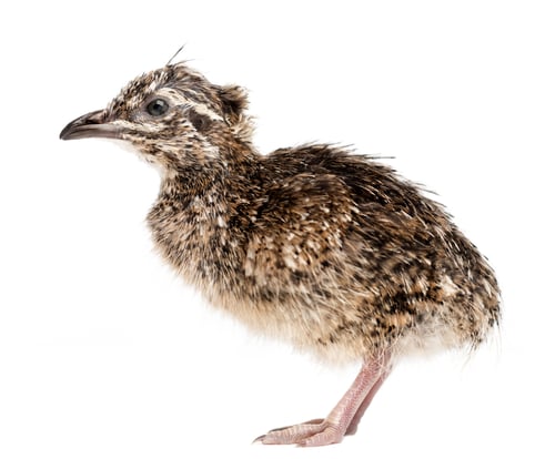 Preview: Elegant Crested Tinamou chick, Eudromia elegans, 1 day old, also known as Martineta Tinamou