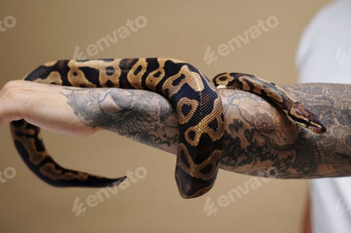 Preview: Python Snake Wrapped Around Tattooed Arm