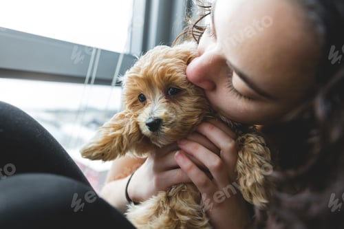Preview: Woman Cuddling a Fluffy Puppy Indoors By Window