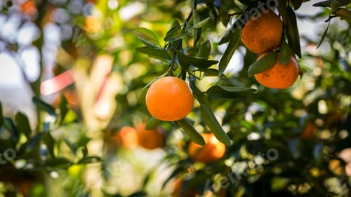 Preview: Ripe and fresh oranges hanging on branch