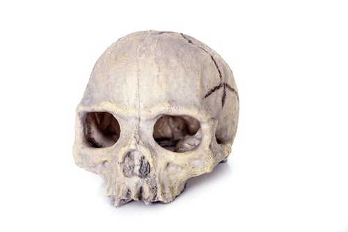 Preview: human skull toy