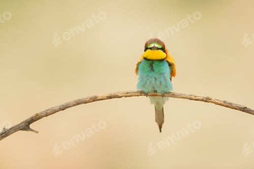 Preview: Bird standing on tree branch