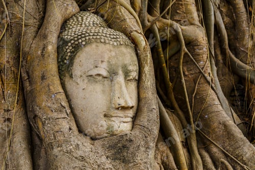 Preview: Buddha head in tree in Ayutthaya