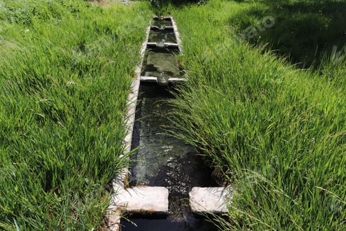 Preview: old carved stone trough , green grass in spring