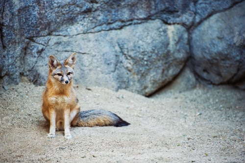 Preview: Kit Fox