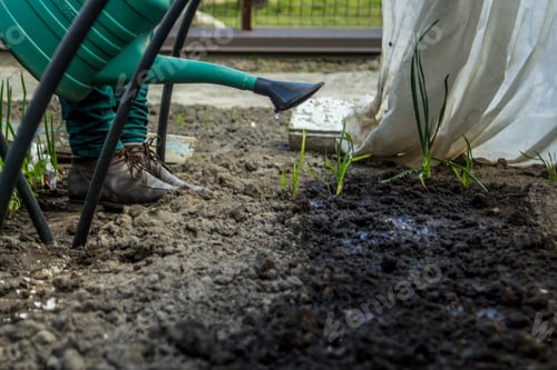 Preview: farmer female Watering Garden Plants and soil, Irrigation Water In The Garden Plastic sprinkling can