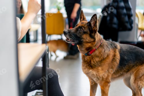 Preview: German Shepherd dog stay near the feet and looks at its owner admiring each other the waiting area