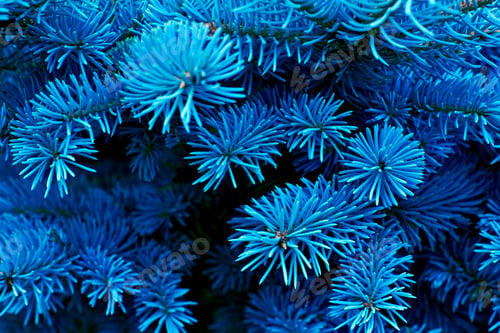 Preview: Coniferous tree spruce toned in color of the year 2020 classic blue. Christmas, winter, New Year.