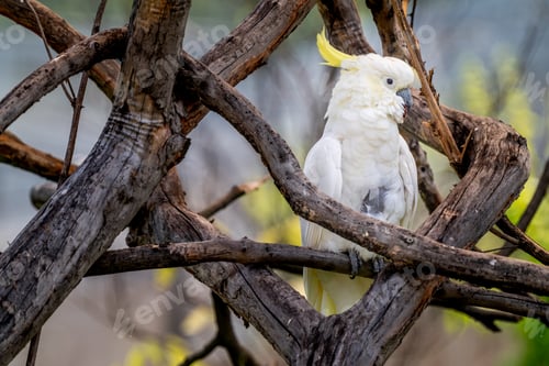 Preview: Cockatoo Bird in a tree
