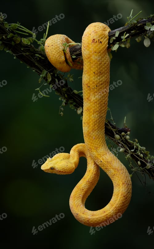 Preview: An Eyelash Viper in Costa Rica