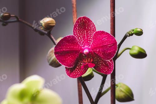 Preview: Kimono Phalaenopsis orchid blooming under lamp in winter