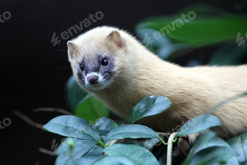 Preview: the golden - belwed mongoose ( cycyiccyus fericys )