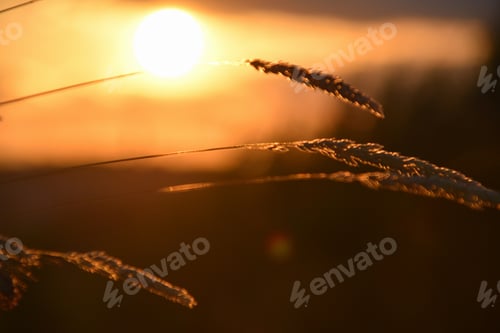 Preview: Golden hour