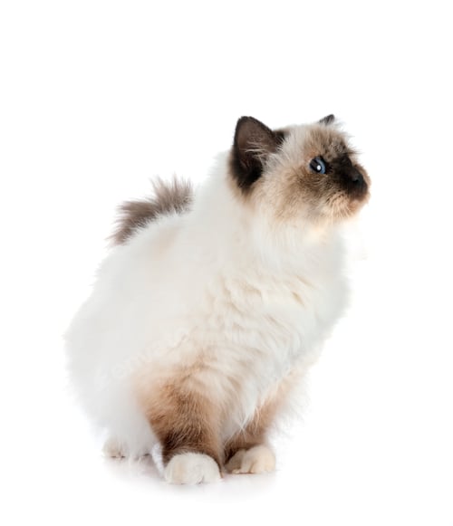 Preview: birman cat in studio