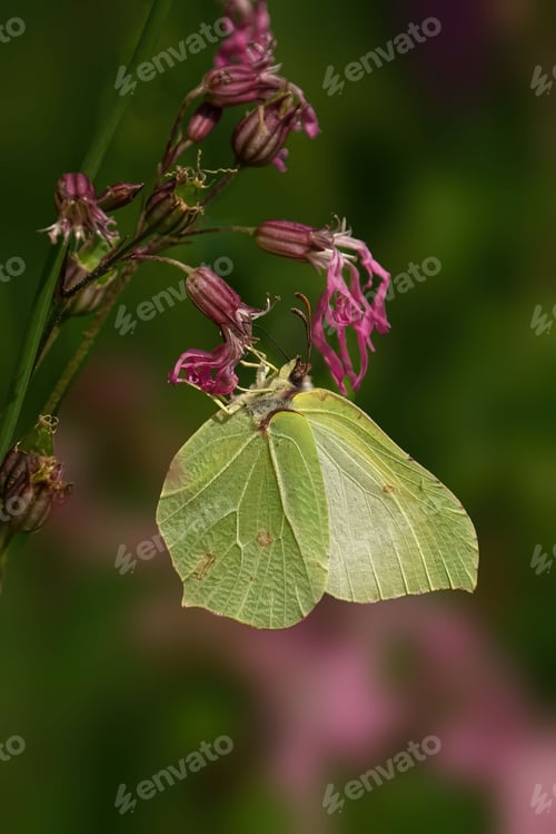 Preview: Vertical shot of a Brimstone butterfly feeding from a pink flower against green blur background