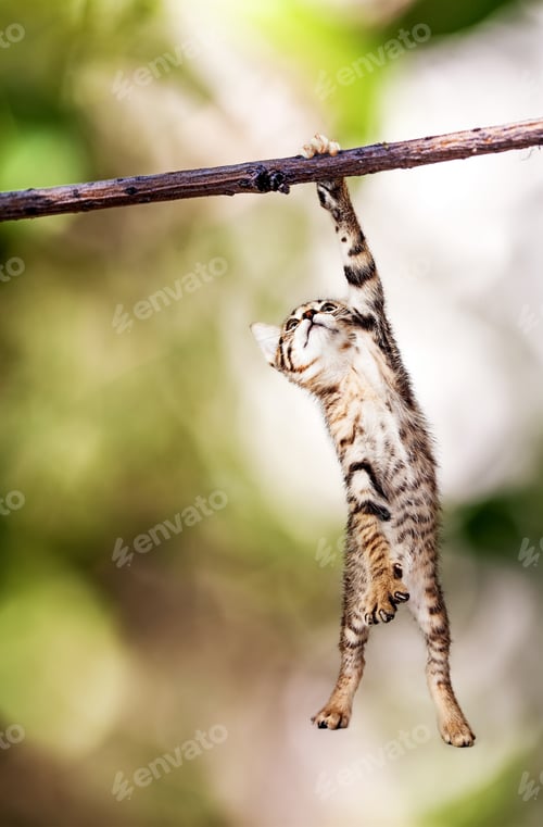 Preview: cat, kitten, pet, isolate