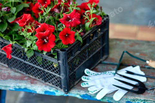 Preview: Flowers and gardening tools on wooden background.