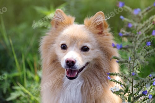 Preview: Cute dog in park on sunny day