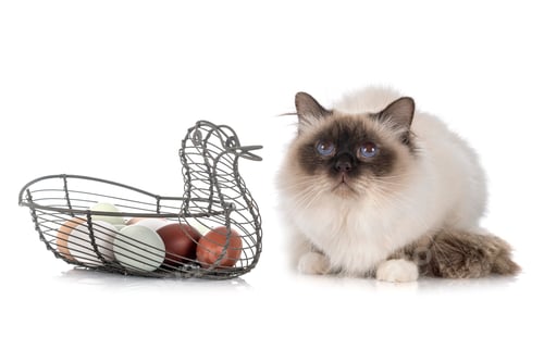 Preview: birman cat in studio