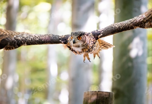 Preview: Flying Eurasian Eagle Owl Bubo Bubo