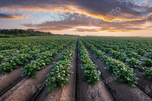Preview: Agricultural field with even rows of potato