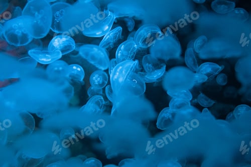 Preview: Closeup shot of bioluminescence