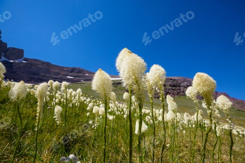 Preview: Mountains meadow