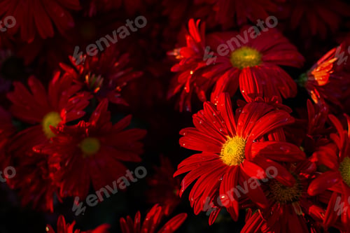 Preview: Red chrysanthemums autumn garden