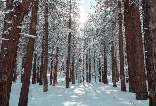 Preview: Winter forest