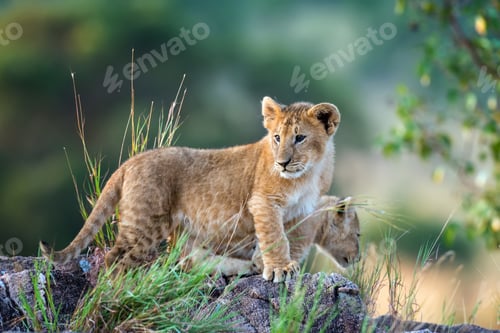 Preview: Lion cub