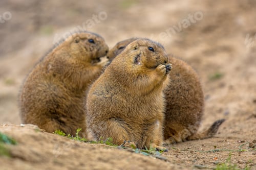 Preview: Group of Cute prairie dogs feeding