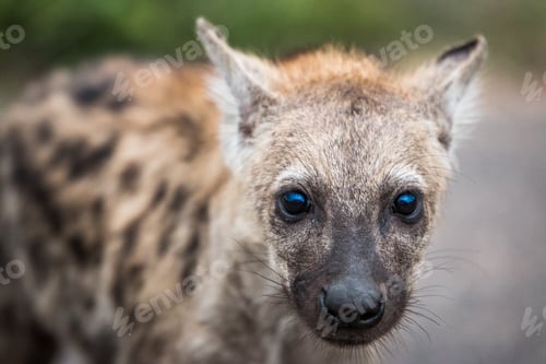 Preview: Spotted hyena cub starring in the Kruger National Park, South Africa.