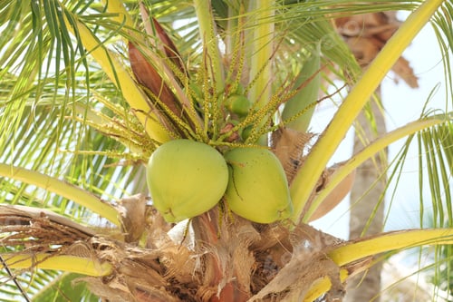 Preview: Young coconuts hanging on the tree