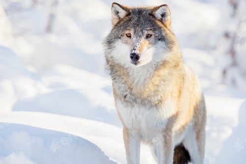 Preview: Wolf stands in beautiful winter forest